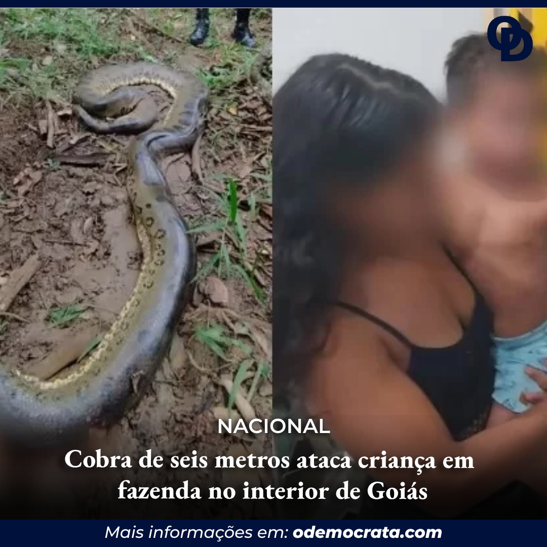 Cobra De Seis Metros Ataca Crian A Em Fazenda No Interior De Goi S